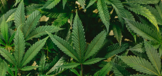 Trichome Pharma prepara en Andalucía un invernadero para cultivar cannabis medicinal