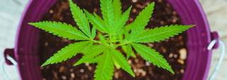 Sanidad da los primeros pasos para la regulación del uso medicinal del cannabis