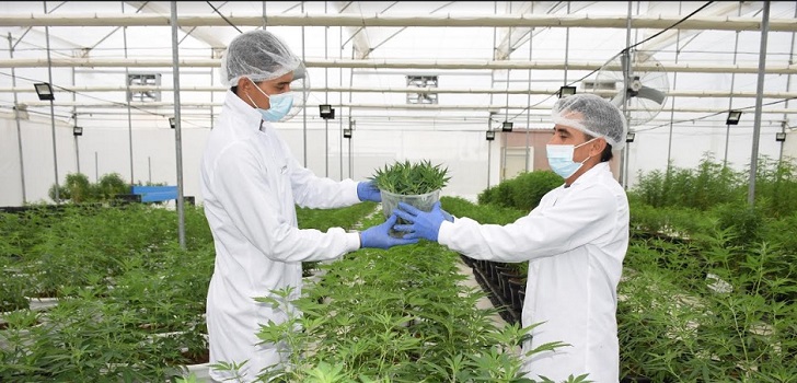 Medcann recibe el visto bueno para cultivar cannabis con fines de investigación en España