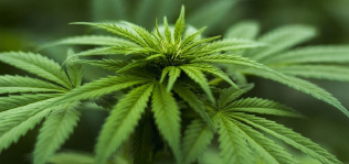 El cannabis, a la conquista del sector ‘farma’ español para llegar a 5.000 millones en 2026