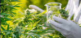 La ONU elimina el cannabis medicinal de la lista de drogas más peligrosas