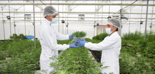 Medcann echa raíces en el cannabis medicinal español e invierte seis millones