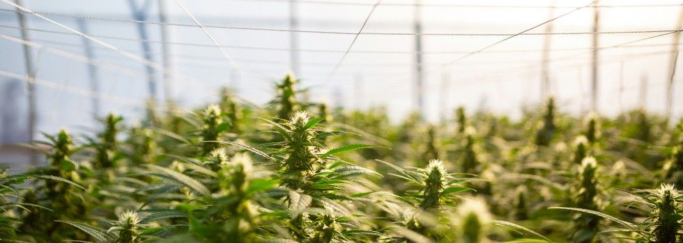 Inseguridad jur&iacute;dica y poca inversi&oacute;n: radiograf&iacute;a del sector del cannabis medicinal en Espa&ntilde;a