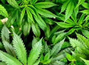 Canamedics y medcann se unen para el desarrollo del cannabis medicinal en España