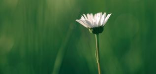 Chiesi y Forética, juntos por la sostenibilidad